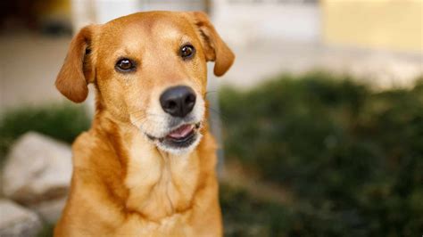 Leia O Significado De Sonhar Cachorro Caramelo