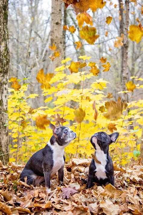 Fall Dog Photoshoot ⋆ Captured by Lorraine Portraits