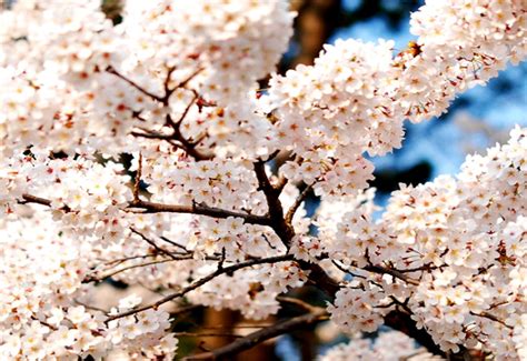 70 Imagens De Fundo Flor De Cerejeira Imagens Gratuitas