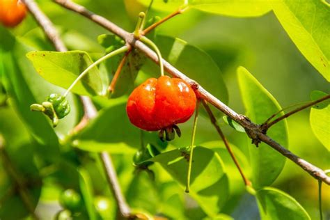 Árvores frutíferas para jardim 3 melhores espécies