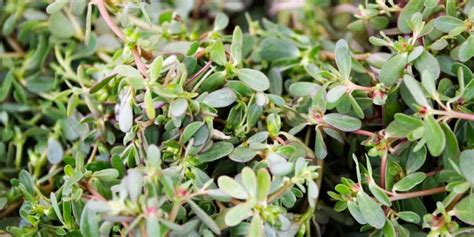 Unlock the secret benefits of purslane: the superfood weed