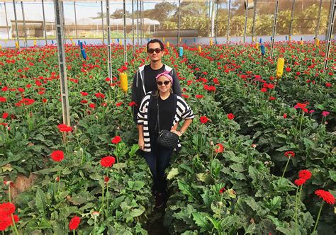 Campos De Flores Em Holambra Saiba Como Visitar Vem Pra Ver