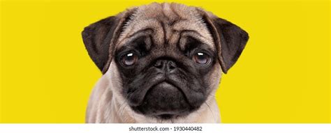 23,297 Sad Pup Images, Stock Photos & Vectors | Shutterstock