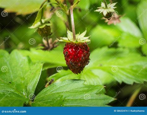 Morangos Silvestres Foto De Stock Imagem De Bonito Alimento 58632474