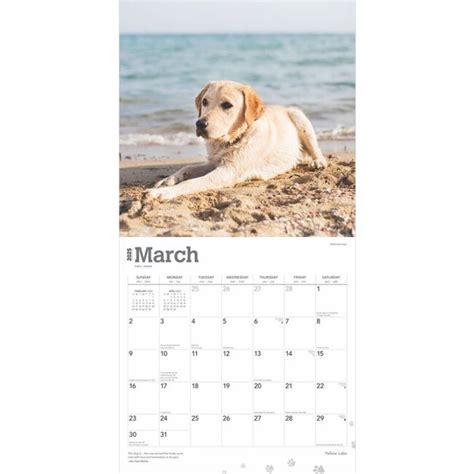 Labrador Retriever Blond Kalender Kopen Bestel Eenvoudig Onlin