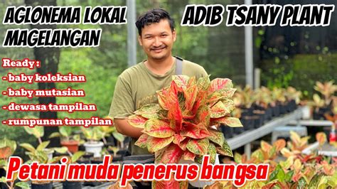 Harga Aglonema Tanian Lokal Istimewa Aglaonema Koleksian Rare Item