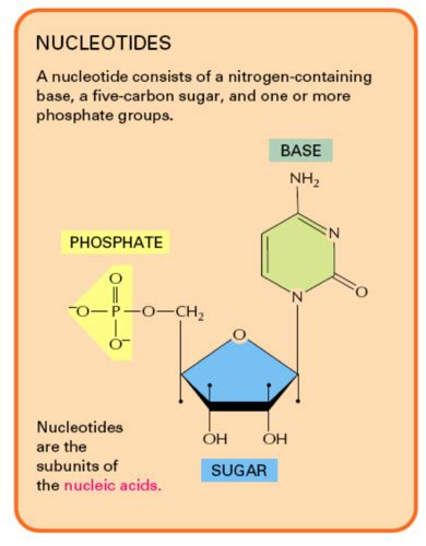 Nucleic Acids Flashcards Quizlet