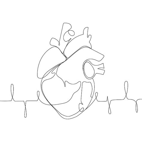 Premium Vector Anatomical Human Heart Silhouette Single Continuous