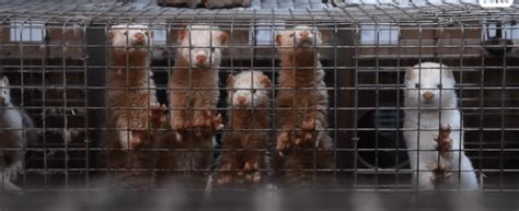 Horrific fur farm footage from France reveals the truth about fur | Respect for Animals