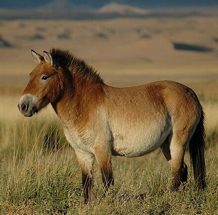 Przewalski's horse - Simple English Wikipedia, the free encyclopedia