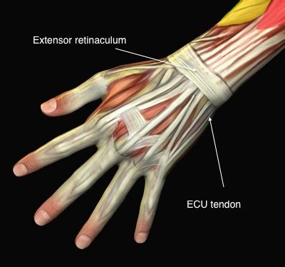 Hands Soft Tissue Pathologies Oxford Orthopaedics