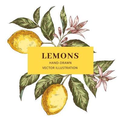 Lemon Border Vector Art, Icons, and Graphics for Free Download