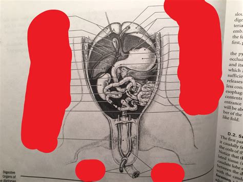 Abdomen Organs 3 Diagram Quizlet