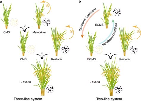 Three Line And Two Line System Of Utilizing Male Sterility For Hybrid