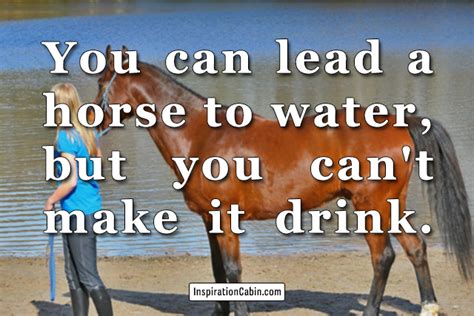 You Can Lead A Horse To Water. . . . – Inspiration Cabin