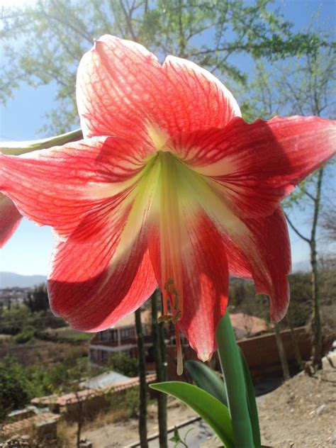 La leyenda que custodia a la tradicional flor de amancaya