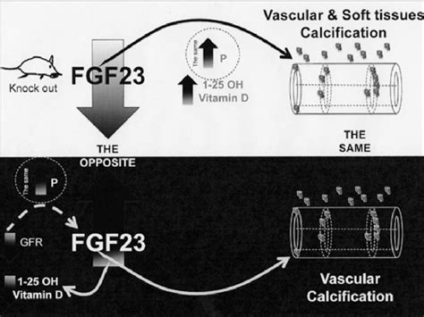 The Impact Of Fibroblast Growth Factor 23 Fgf23 On Vascular Download Scientific Diagram