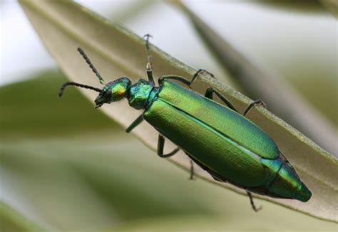 Mosca Espa Ola Lytta Vesicatoria Linnaeus Asociaci N