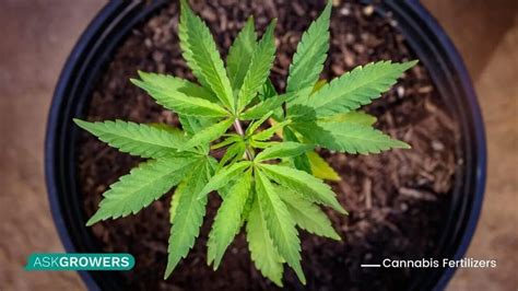 Detailed Overview Of Cannabis Fertilizers Askgrowers