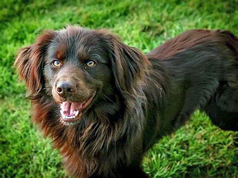 irresistible irish setter mixes