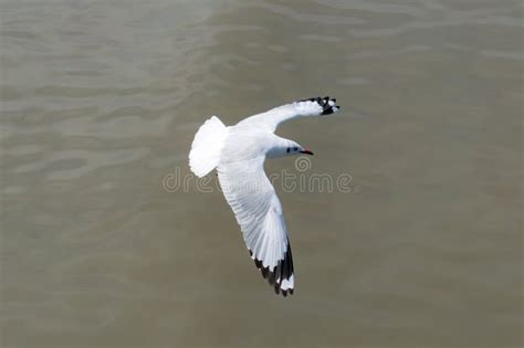 Gaviota Del Vuelo Silueta De La Visi N Superior El P Jaro Vuela Sobre