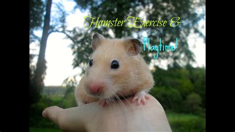 Hamster Exercise And Playtime Youtube