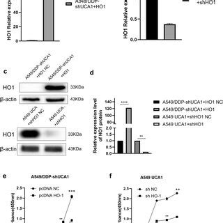 HO1 Promoted Cell Proliferation Of LUAD Cell Lines A B Overexpression