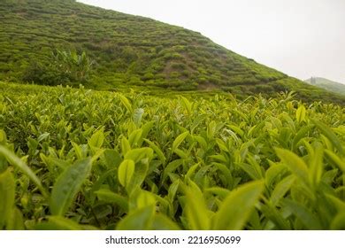 Illam Tea Garden Photos and Images & Pictures | Shutterstock