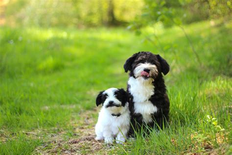 Havanese Breed and Rescue Information - Rescue Pledge