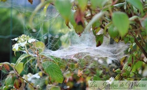 Toiles D Araign Es Les Jardins De Malorie