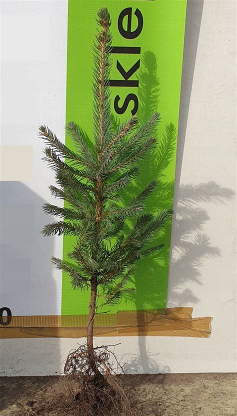 Świerk srebrny Picea Pungens 50 80cm Sklep Sadzonki