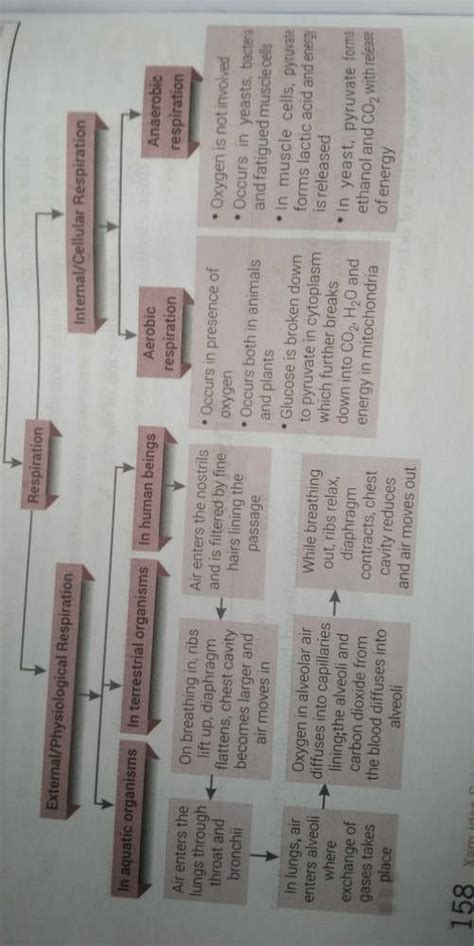 Explain Human Respiratory System Using Flow Chart EduRev Class 10