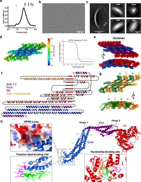 Syndlp Is A Dynamin Like Protein Of Synechocystis Sp Pcc With