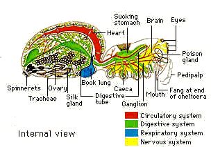 Diagram Of A Tarantula