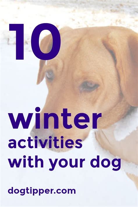 10 Fun Winter Dog Activities