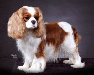 Best Cavalier King Charles Short Haircut Ideas Artofit