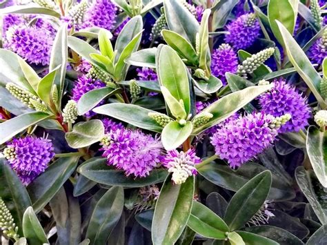 Premium Photo Hebe Veronica Shrub Summer Plant Lila