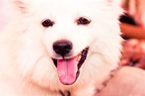 Pomeranian Teeth Stock Photos, Pictures & Royalty-Free Images - iStock