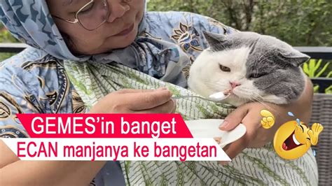 Bikin Ngakak Tingkah Oyen Dan Kawan Kawan Kompilasi Kucing Lucu