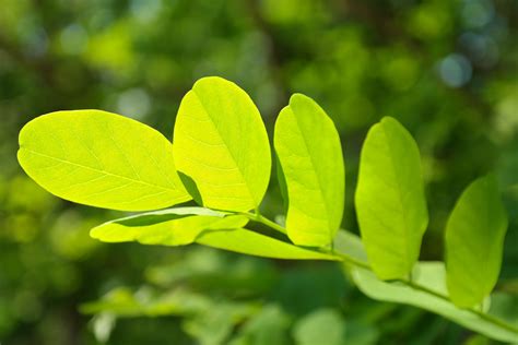 Selective Focus Photography Of Green Leaves Hd Wallpaper Wallpaper Flare