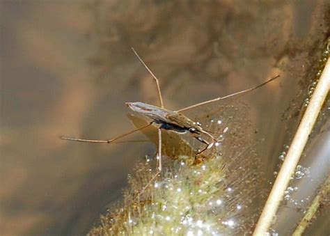 Picture 1 of 5 - Pond Skater (Gerridae) Pictures & Images - Animals - A ...