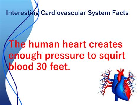 SOLUTION: Anatomy of heart vessels - Studypool