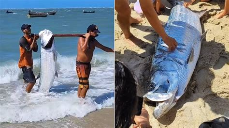 Pescadores fisgam peixe gigante no litoral do Piauí veja vídeo