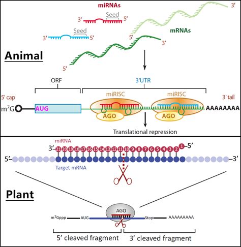 MiRNA Sequencing Report