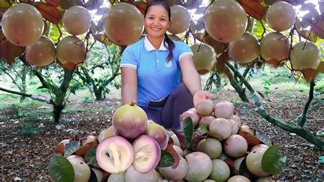 Harvesting Fresh Star Apple Go To Market Sell Gardening Farming C