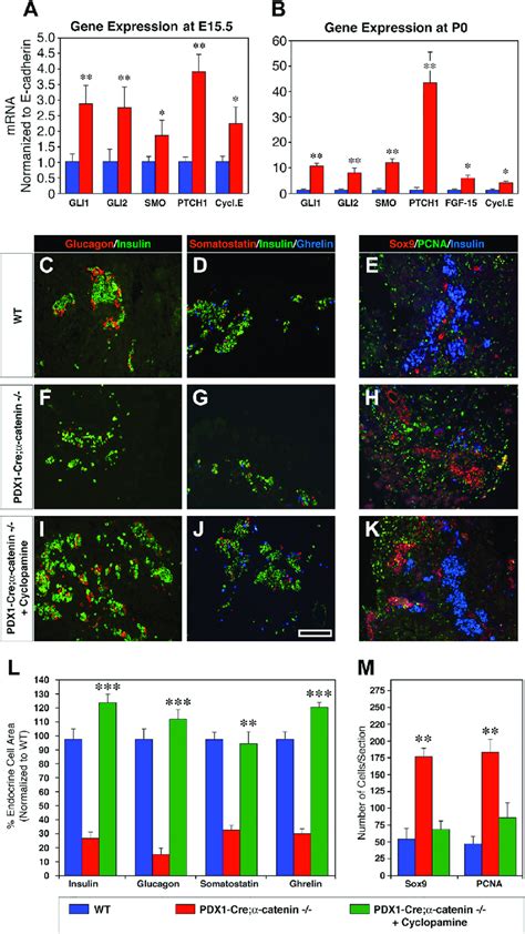 Constitutive Activation Of The Sonic Hedgehog Pathways In Download