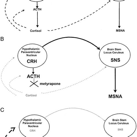 Schematic Diagram Of The Interrelation Between Hpa Axis And Sns System Download Scientific