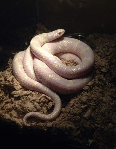 My Albino Cali King Who Passed At 21 Years Old Rsnakes