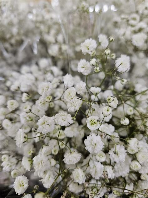 Gypsophila Flower Wedding - Free photo on Pixabay - Pixabay