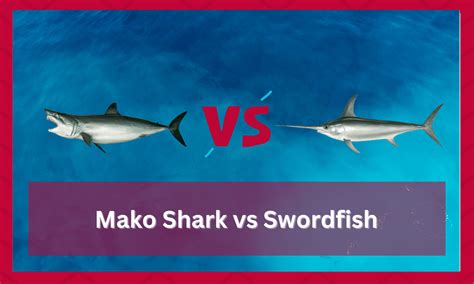 Mako Shark vs Swordfish (Everything To Know!) - FuncFish